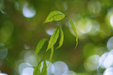 Fototapeta na wymiar Closeup nature view of green leaf on blurred greenery background in garden with copy space for text using as summer background natural green plants landscape, 