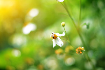 Beauty healthy backgrounds with foliage, green grass and bokeh
