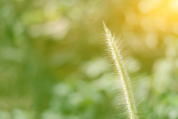 Liliopsida, Poaceae grass meadow flower in warm light