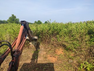 workers are doing a forest cleaning using the backhoe