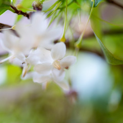 Close up Amazing beautiful flowers background.