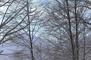 山と森林　冬の秋田県　自然風景
