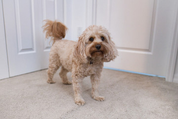 cute cavapoo puppy at home