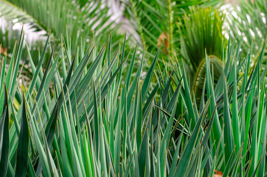 Dark green narrow pointed leaves of yuki