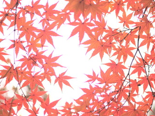  The leaves in Korean mountains turn red