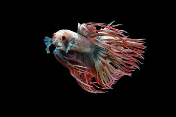 White red and blue crowntail , White red and blue betta fish, Siamese fighting fish, betta splendens (Halfmoon betta, Pla-kad (Biting fish) isolated on black background.