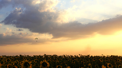 Paraglider flying against sky over sunflower field at sunset