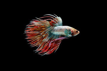 White red and blue crowntail , White red and blue betta fish, Siamese fighting fish, betta splendens (Halfmoon betta, Pla-kad (Biting fish) isolated on black background.