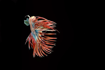 White red and blue crowntail , White red and blue betta fish, Siamese fighting fish, betta splendens (Halfmoon betta, Pla-kad (Biting fish) isolated on black background.