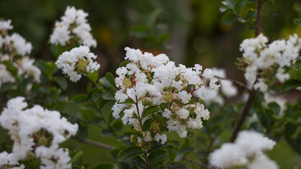  Small white flowers with unfocused background