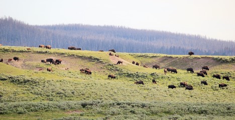 Fototapeta na wymiar Herd of Bison, Yellowstone National Park
