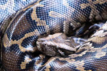 close up of a python on white background