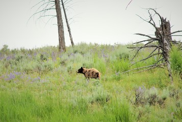 Cub of Black Bear, Yellowstone National Park