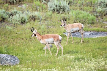 Pronghorn couple, Yellowstone National Park