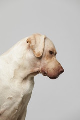 The simple Labrador makes all kinds of funny expressions on the white background