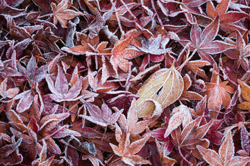 霜のついた落ち葉