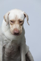 The simple Labrador makes all kinds of funny expressions on the white background