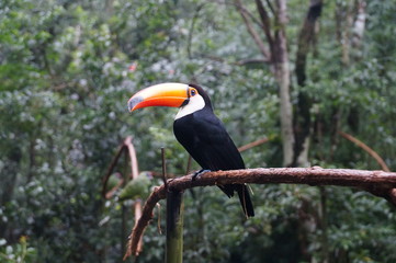 Tucan in tropical rainforest