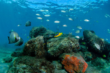 Fototapeta na wymiar Colorful reef fish over artificial reef of limestone blocks contructed at the Blue Heron Bridge, Florida