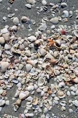 Shells on the beach by the sea in Sanibel Island, Florida