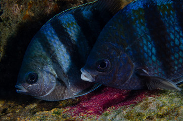 Pair of sergeant majorsin blue breeding colorationswimming over eggs