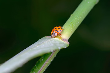ladybug on green leaves, North China