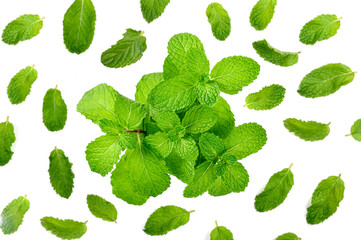 mint leaves collections isolated on white background. top view

