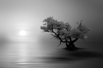 silhouette of a tree