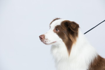 Against the gray and white background, the border collie makes a variety of naughty and lovely, happy and sad expressions. It is people's favorite pet, dog portrait combination series