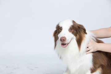 Against the gray and white background, the border collie makes a variety of naughty and lovely, happy and sad expressions. It is people's favorite pet, dog portrait combination series