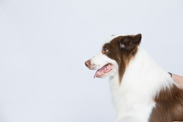 Against the gray and white background, the border collie makes a variety of naughty and lovely, happy and sad expressions. It is people's favorite pet, dog portrait combination series