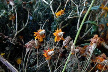 Dried flowers in the flowerbed. Dead marigolds. Autumn.