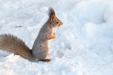 Squirrel standing on its hind legs on the white snow.