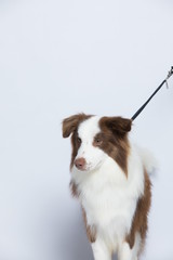 Against the gray and white background, the border collie makes a variety of naughty and lovely, happy and sad expressions. It is people's favorite pet, dog portrait combination series