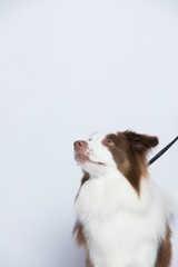 Naklejka na ściany i meble Against the gray and white background, the border collie makes a variety of naughty and lovely, happy and sad expressions. It is people's favorite pet, dog portrait combination series