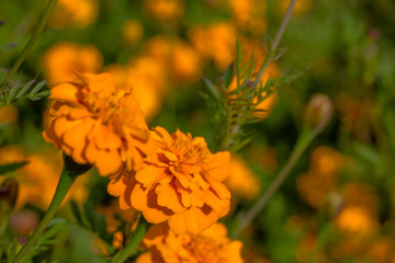 Natural meadow of orange marigold flowers also known as tagetes or genda plants