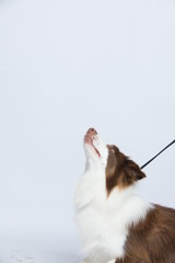 Against the gray and white background, the border collie makes a variety of naughty and lovely, happy and sad expressions. It is people's favorite pet, dog portrait combination series