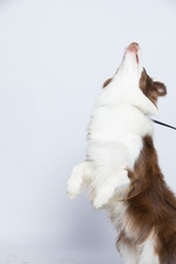 Against the gray and white background, the border collie makes a variety of naughty and lovely, happy and sad expressions. It is people's favorite pet, dog portrait combination series