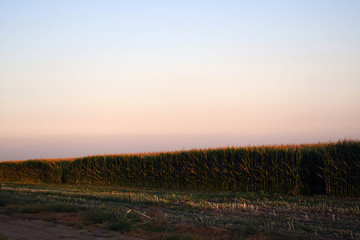 a Corn field at sunset