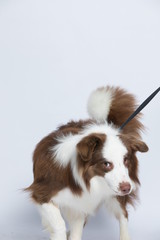 Naklejka na ściany i meble Against the gray and white background, the border collie makes a variety of naughty and lovely, happy and sad expressions. It is people's favorite pet, dog portrait combination series