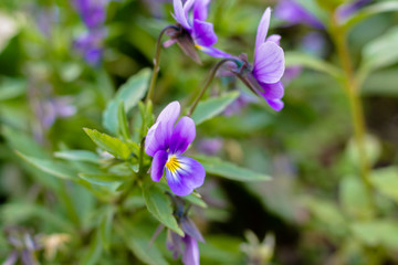 Fototapeta premium Violas bloom in a planter box in a small park