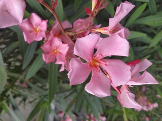 pink flowers in garden