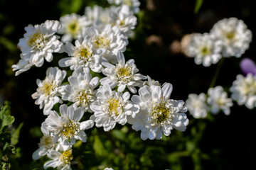Closeup of white flower against a dark shadowy background