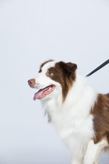 Against the gray and white background, the border collie makes a variety of naughty and lovely, happy and sad expressions. It is people's favorite pet, dog portrait combination series