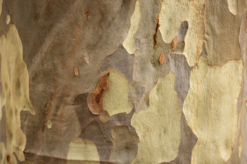 bark of an australian eucalyptus gum tree