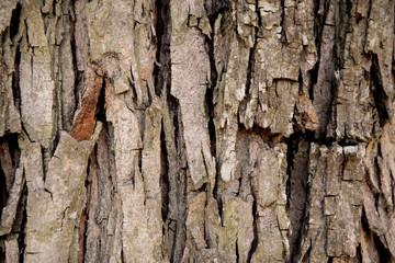 Tree bark texture. Wooden texture and background