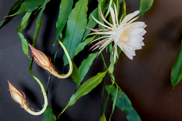 two buds and a white blossom of the queen of the night (Epiphyllum oxypetalum) Cactus plant, night blooming, with charming, fragrant large white flowers, copy space