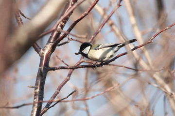 シジュウカラ