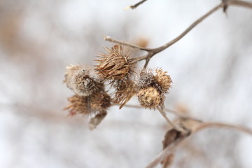 Thorns of thistles in the winter season