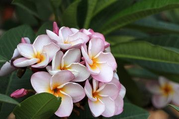 Pink and white color of frangipani flowers and green background. Plumeria grown as cosmopolitan ornamentals.